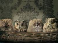 owl with cats