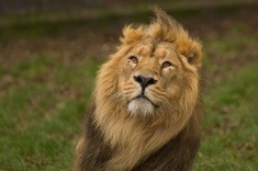 lion16